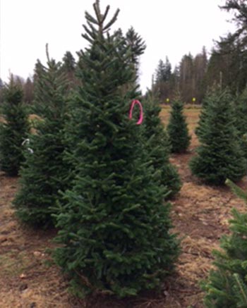 Santa's Forest Buy Christmas Trees in Victoria, BC