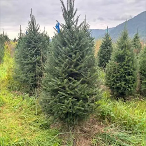 2025-balsam-fir