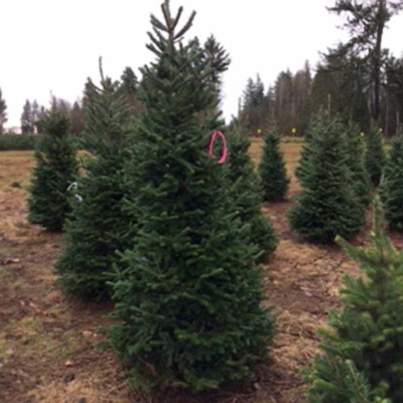 fraser-fir-22025
