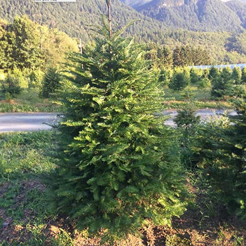 grand-fir-2025