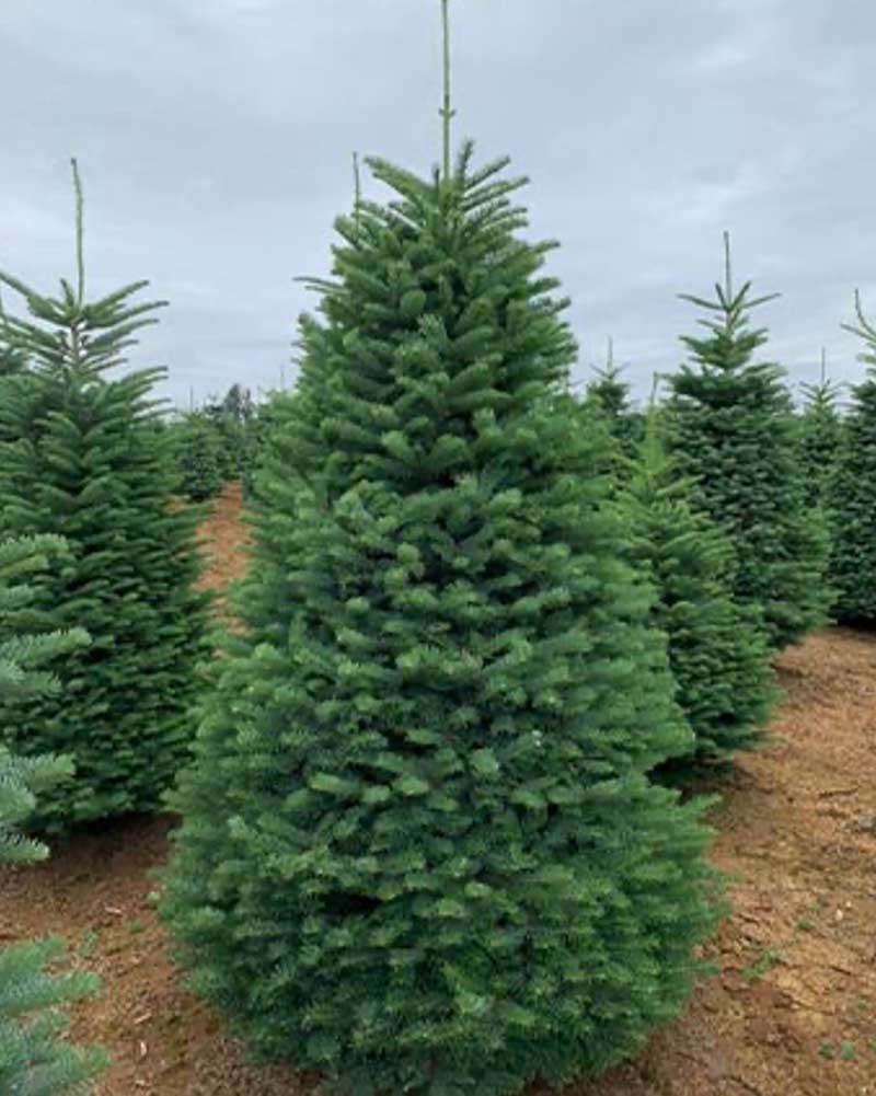 noble-fir-2025