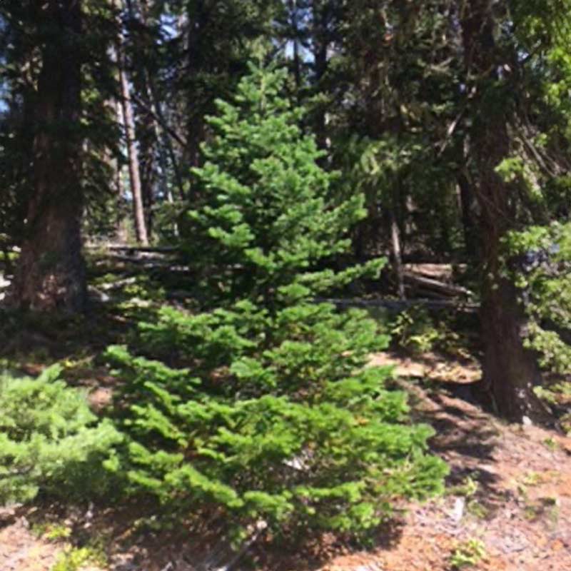 subalpine-fir-2025